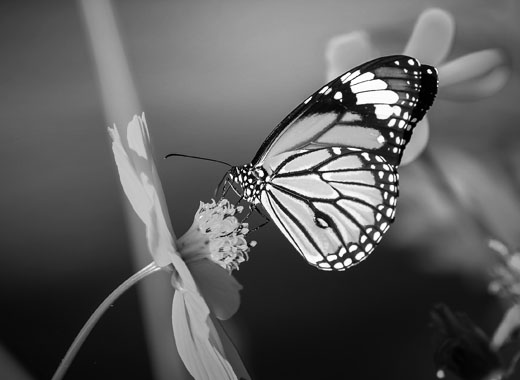 秒发卡不等待的短信接收平台