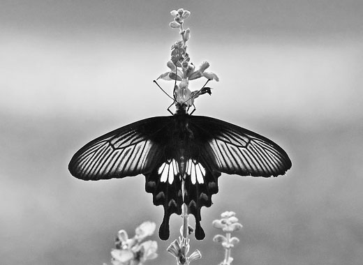 求一个靠谱的在线超级轰炸电话网页版